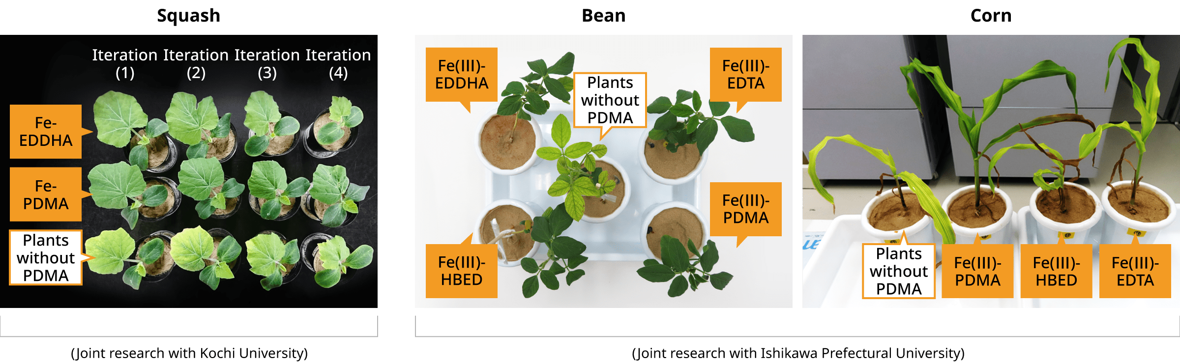 Figure: Experimental cultivation of squash, beans, and corn